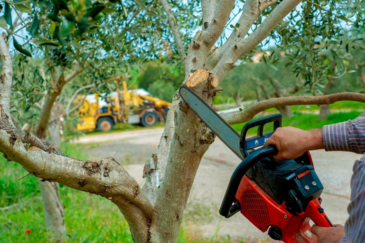 Tree Services